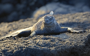 Marine Iguana at sunset Amblyrhynchus cristatus Punta Espinosa Fernandina Island Galapagos Islands Ecuador
