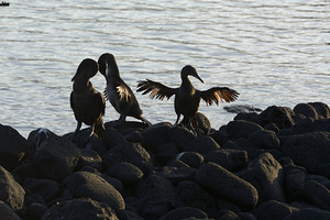 Flightless Cormorants Phalacrocorax harrisi stretching their wings. Punta Espinosa. Fernandina Island. Galapagos Islands. Ecuador