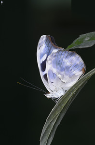 Butterfly at the La Selva Jungle Lodge butterfly farm