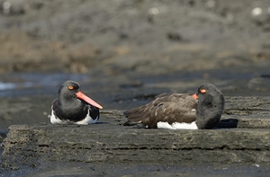 American Oystercatchers Haematopus palliatus sitting on lava Puerto Egas Santiago Island Galapagos Islands Ecuador
