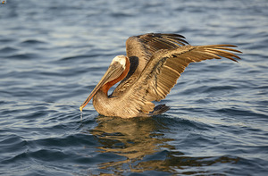 Brown Pelican 