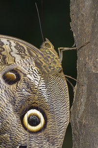 Owl butterfly Caligo idomeneus in the Amazon rainforest Amazon Ecuador by Kevin Oke
