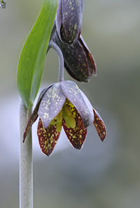 KO A48342a by Kevin Oke