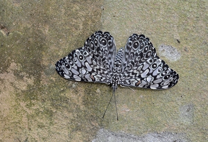Feronia Cracker  Butterfly Hamadryas feronia Amazon Ecuador by Kevin Oke