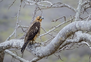 Galapagos Hawk Buteo galapagoensis Santiago Island Galapagos Islands Ecuador
