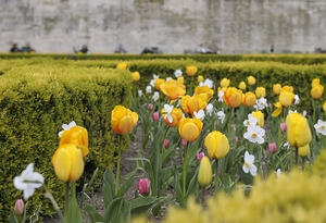 Tulips Jardins des Tuileries - Paris