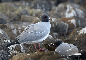 Swallow tailed Gulls Creagrus furcatus North Seymour Island Galapagos Islands Ecuador
