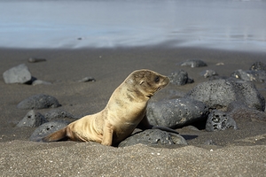 Gal?pagos sea lion Zalophus wollebaeki pup Puerto Egas Santiago Island Galapagos Islands Ecuador