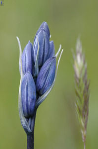 Common Camas Camassia quamash Mt. Tzouhalem Ecological Reserve Cowichan Valley British Columbia Canada