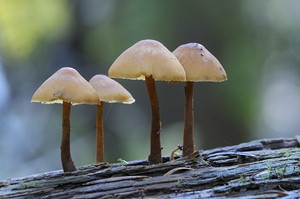 Mycena Mushroom by Kevin Oke