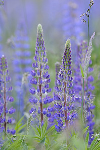 Farm in the Cowichan Valley Vancouver Island British Columbia Canada.