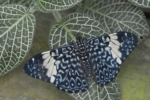 Hamadryas amphinome butterfly