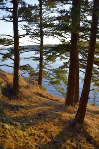Fir trees on a grassy hillside. James Island by Kevin Oke