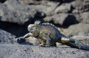 Marine Iguana Amblyrhynchus cristatus walking Punta Espinosa Fernandina Island Galapagos Islands Ecuador