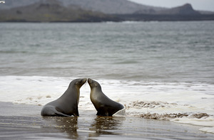 Galapagos sea lions