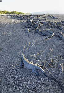 Group of Marine Iguanas on the sand. Punta Espinosa. Fernandina Island. Galapagos Islands. Ecuador