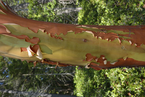 Madrona tree trunk with peeling bark by Kevin Oke