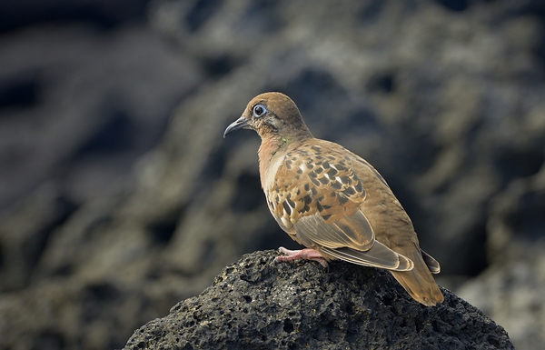 Galapagos Dove Zenaida galapagoensis on lava Urbina Bay Isabela Island Galapagos Islands Ecuador Print
