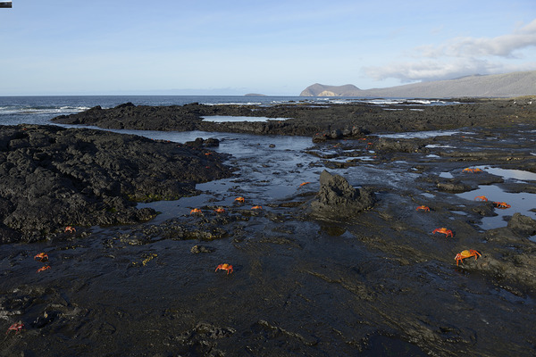 Sally Lightfoot crabs Print