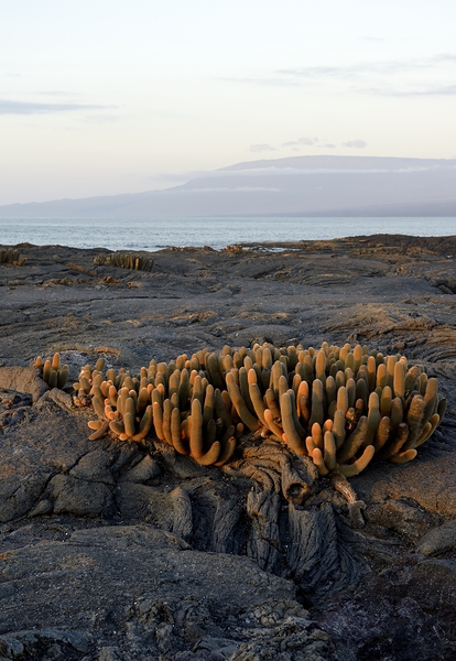 Lava Cactus Brachycereus nesioticus Punta Espinosa Fernandina Island Galapagos Islands Ecuador Print