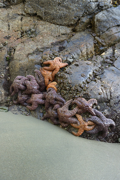 Sea stars on the rocks at Tonquin Beach Tofino Print