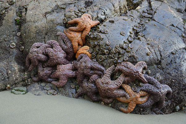 Sea stars on the rocks at Tonquin Beach Print