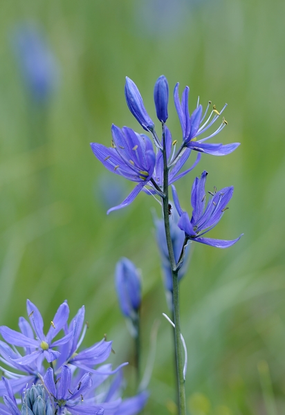 Common Camas Camassia quamash Cowichan Garry Oak Preserve Cowichan Valley Vancouver Island British Columbia. Print