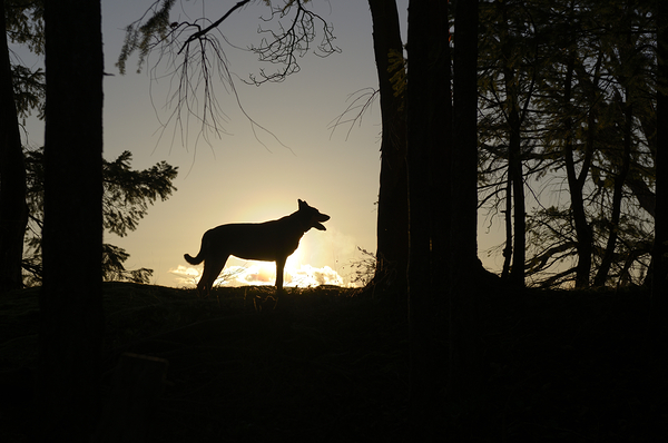 Large dog silhouetted at sunset - Wallace Island Print