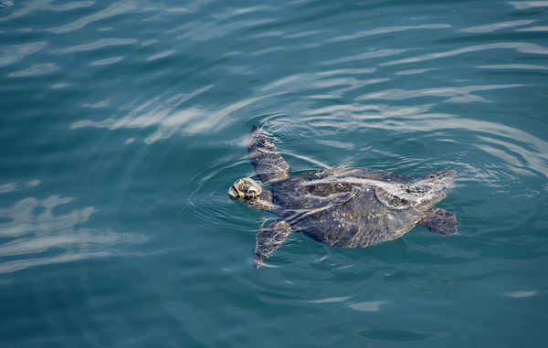 Galapagos green turtle. Isabela Island. Galapagos Islands. Ecuador Print