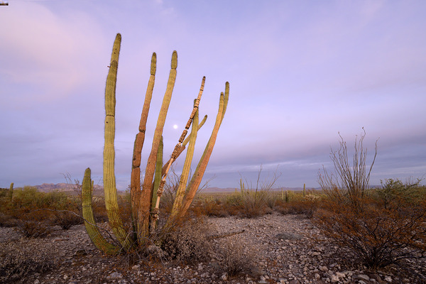 Organ Pipe Cactus Print