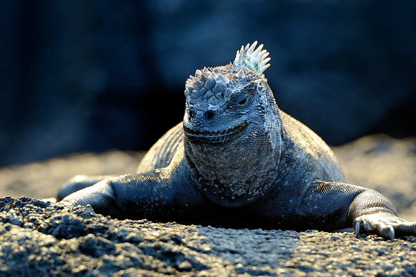 Marine Iguana perched on the rocks Punta Espinosa Print
