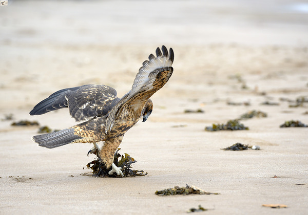 Galapagos Hawk landing on Espumilla Beach. Santiago Island. Galapagos Islands. Ecuador Print