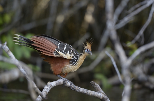 Hoatzin Opisthocomus hoazin on a branch over Lake Garzacocha La Selva Jungle Eco Lodge Amazon Basin Ecuador
 Print