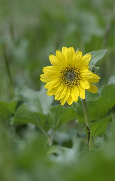 Deltoid Balsamroot Balsamorhiza deltoidea Cowichan Valley Vancouver Island British Columbia Canada Print