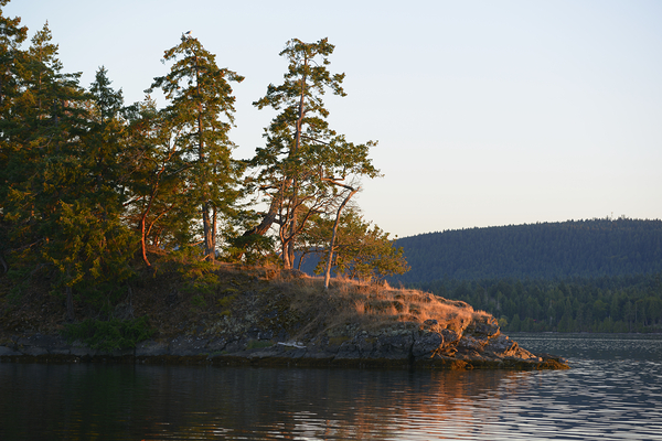 Arbutus and fir trees on the point at Conover Cove Print