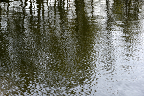 Trees reflected in the ocean Print