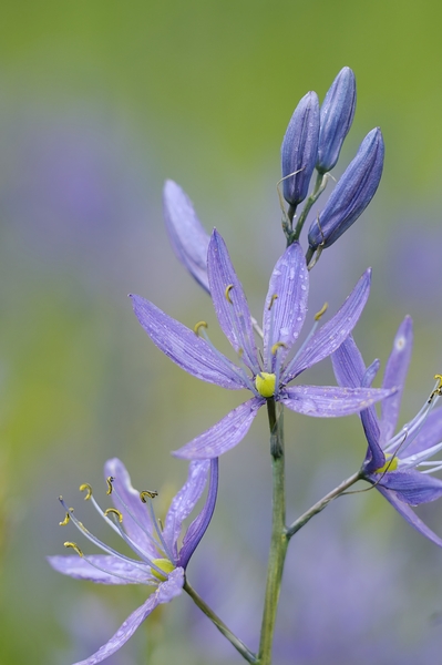 Common Camas Camassia quamash Cowichan Valley Vancouver Island British Columbia Canada Print