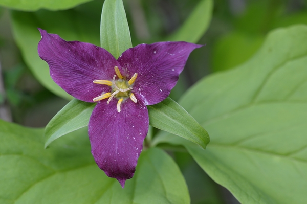 Western Trillium Trillium ovatum Cowichan Valley Vancouver Island British Columbia Canada Print