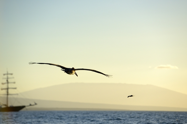 Brown Pelican Pelecanus occidentalis Elizabeth Bay Isabela Island Galapagos Islands Ecuador Print