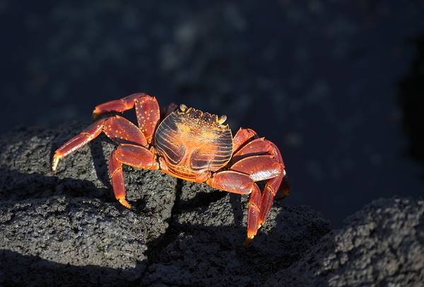 Sally Lightfoot crab Grapsus grapsus on black lava Punta Espinosa Fernandina Island Galapagos  Islands Ecuador Print