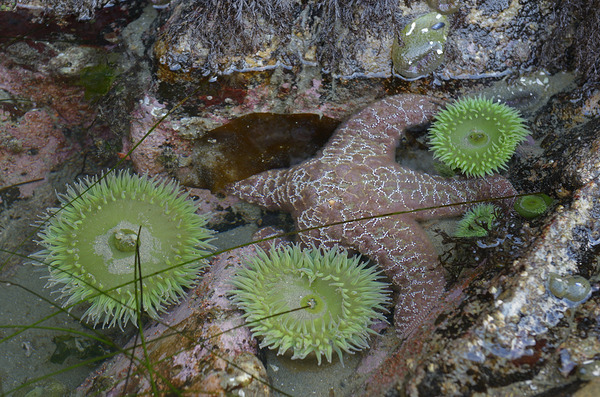 Anemones and eel grass in a tidepool Print