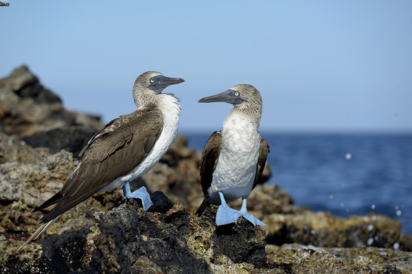 Blue-footed Booby Sula nebouxii on rocks Punta Moreno Isabela Island Galapagos Islands Ecuador Print