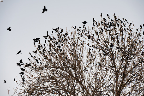 Birds in Flight Print