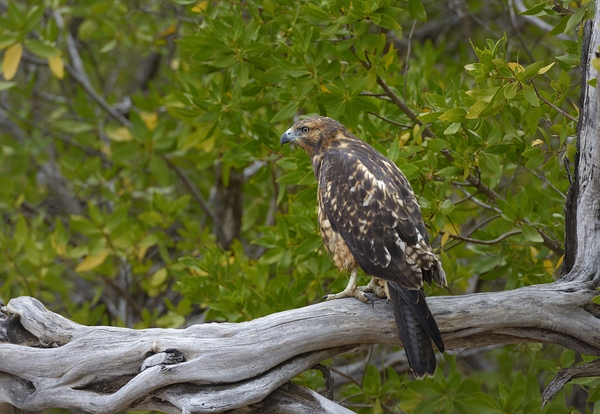 Galapagos Hawk Buteo galapagoensis Espumilla Beach Santiago Island Galapagos Islands Ecuador
 Print