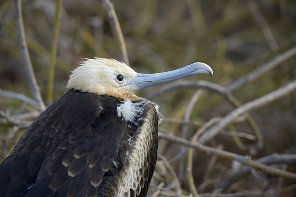 Magnificent Frigatebird Fregata magnificens immature with white head and blue beak North Seymour Island Galapagos Islands Ecuador
 Print