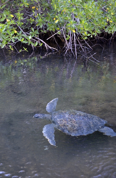 Galapagos green turtle Chelonia mydas agassisi Elizabeth Bay Isabela Island Galapagos Islands Ecuador Print