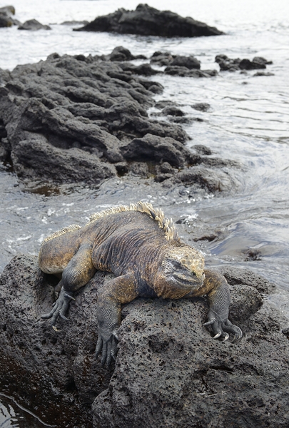 Marine Iguana Amblyrhynchus cristatus Urbina Bay Isabela Island Galapagos Islands Ecuador Print