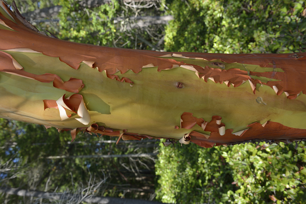 Madrona tree trunk with peeling bark Print