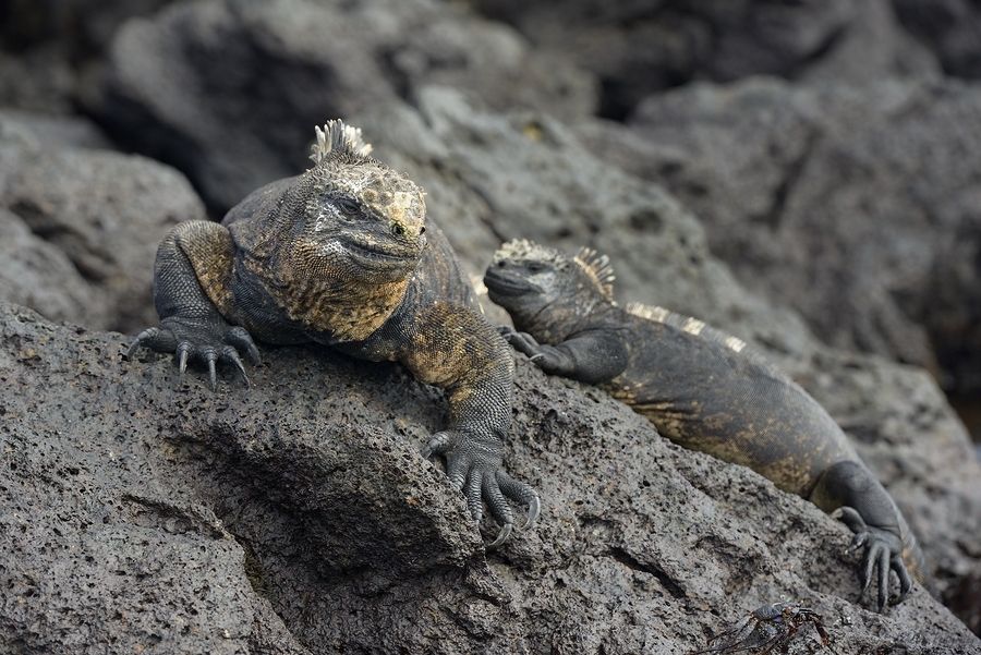 Marine Iguanas Amblyrhynchus cristatus Urbina Bay Isabela Island Galapagos Islands Ecuador  Print