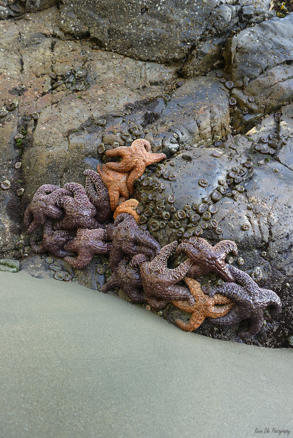 Sea stars on the rocks at Tonquin Beach Tofino  Print